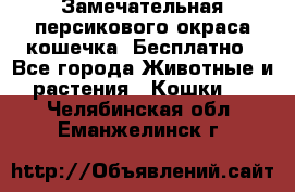 Замечательная персикового окраса кошечка. Бесплатно - Все города Животные и растения » Кошки   . Челябинская обл.,Еманжелинск г.